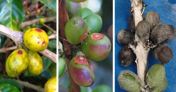 192-The-Craft-and-Science-of-Coffee (013)