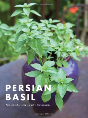 دانلود کتاب آشپزی ایرانی جون