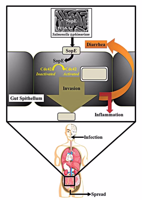 Microbiology for Food and Health; Technological Developments and