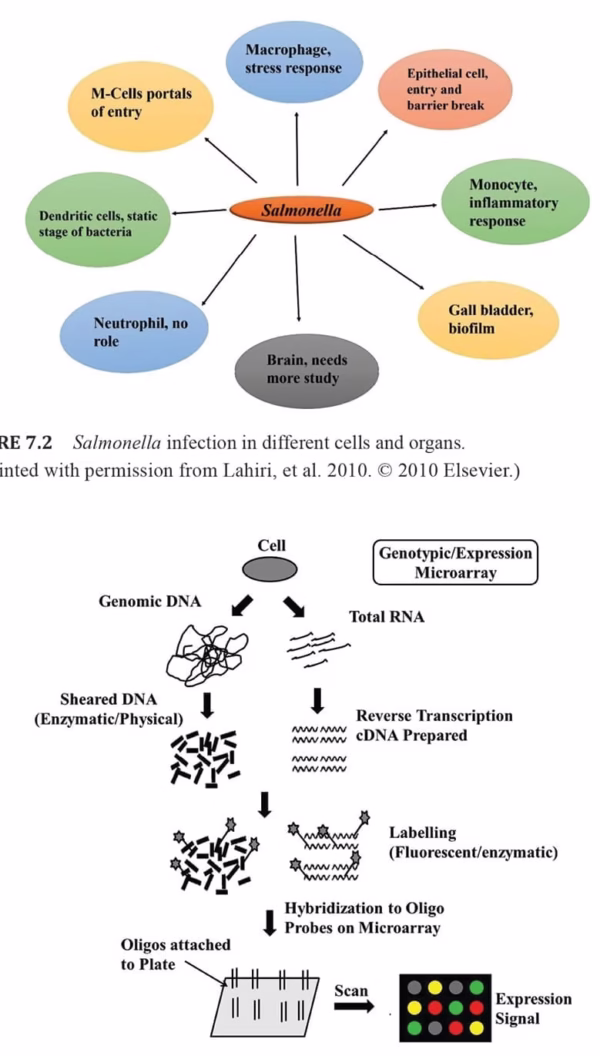 Microbiology for Food and Health; Technological Developments and